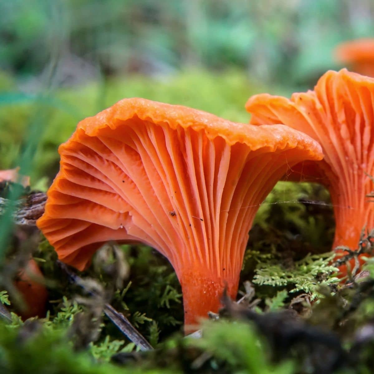 The Enigmatic Wrinkled Peach Identification Guide Mushroom Appreciation
