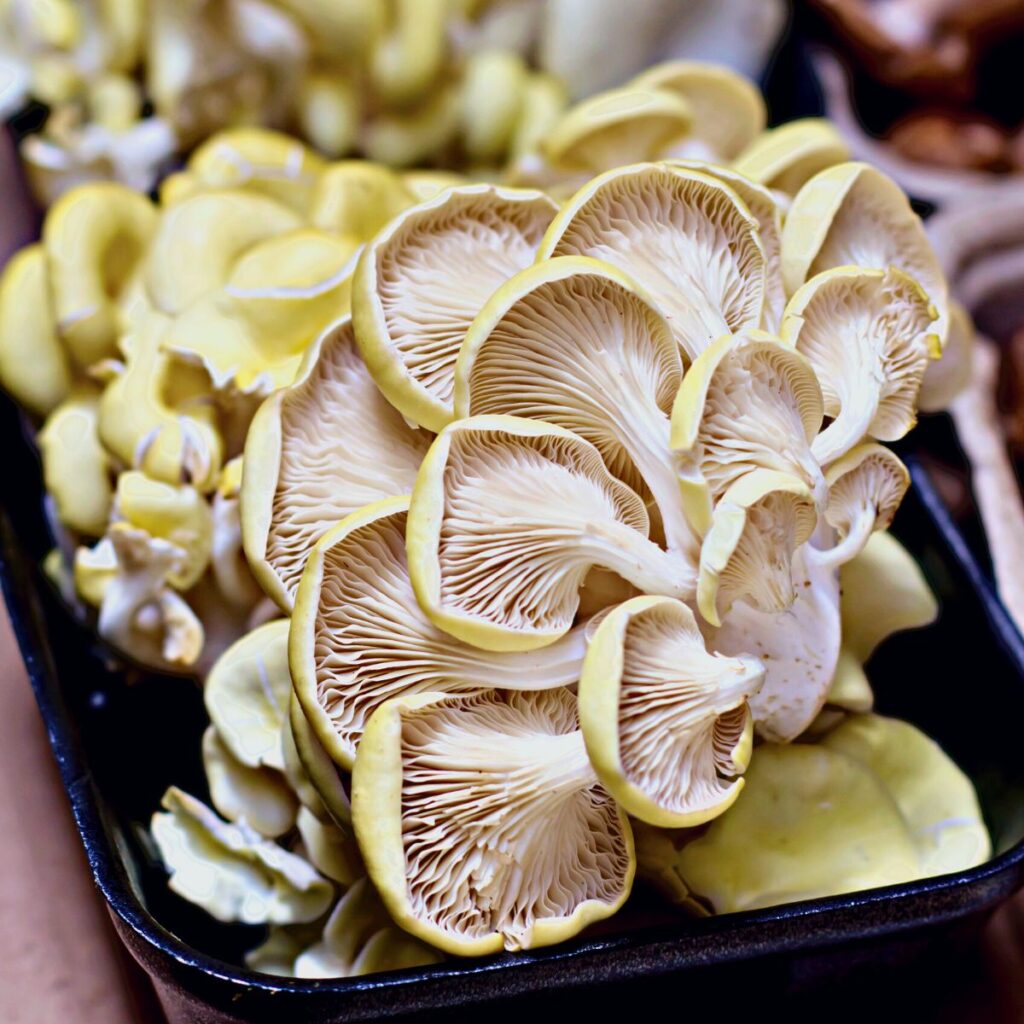 Oysters Mushroom Appreciation
