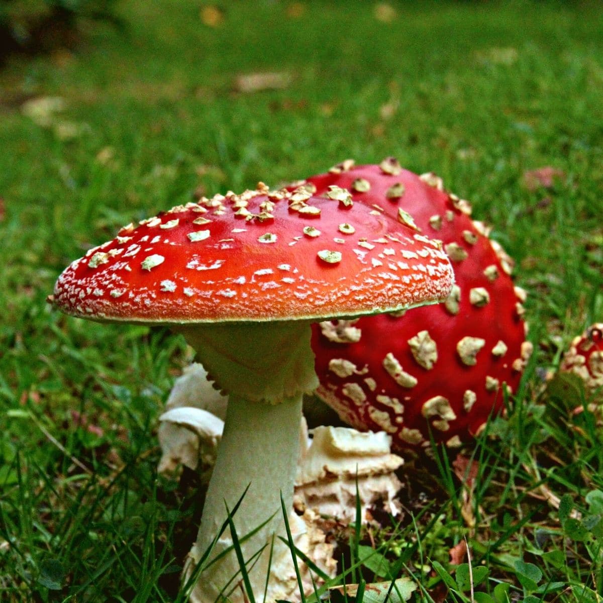 poisonous mushroom types