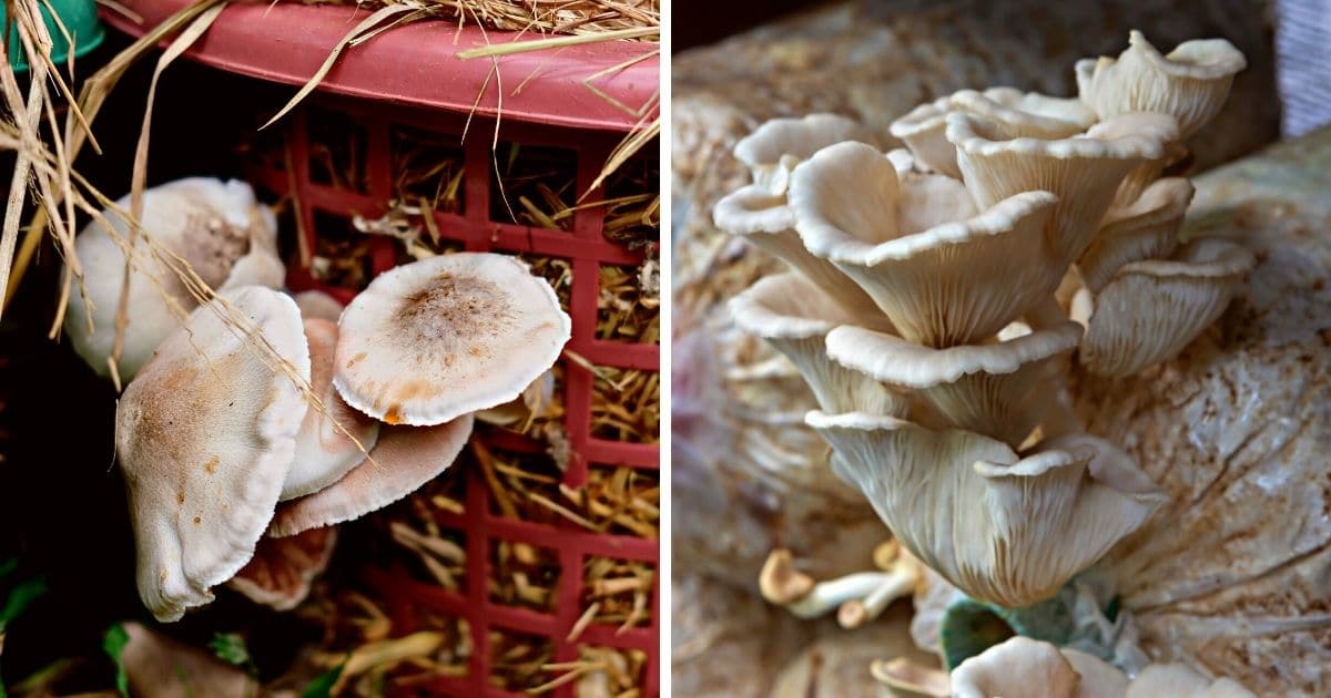 How to Grow Mushrooms on Straw Mushroom Appreciation