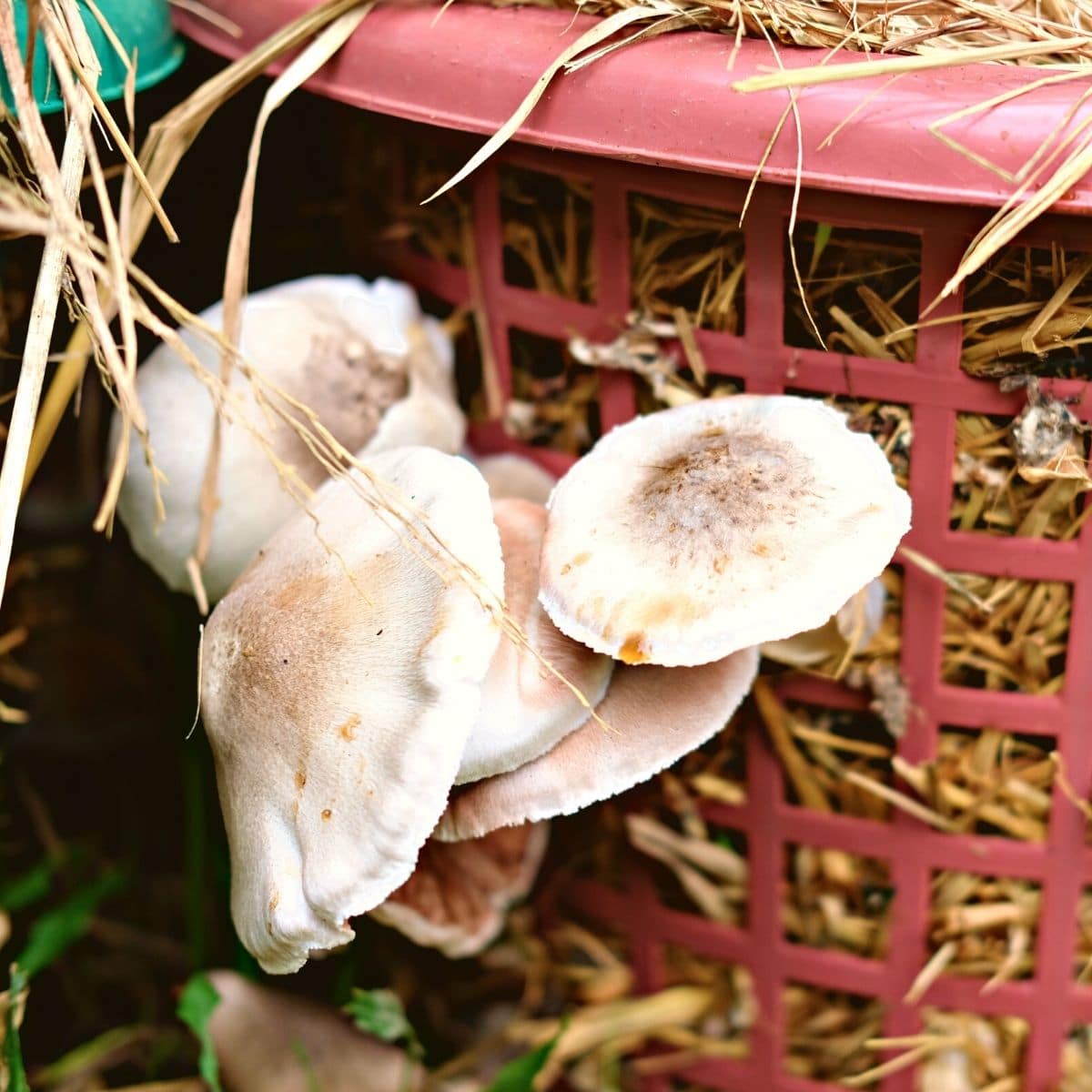 Best Wood Species for Growing Mushrooms: Ultimate Guide