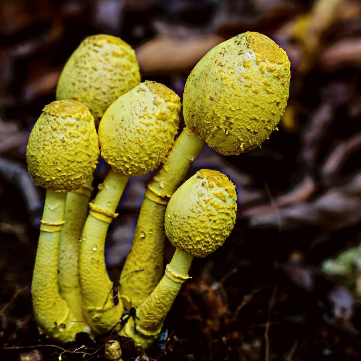 Yellow Mushroom Growing in Potted Plant: Causes and Solutions.