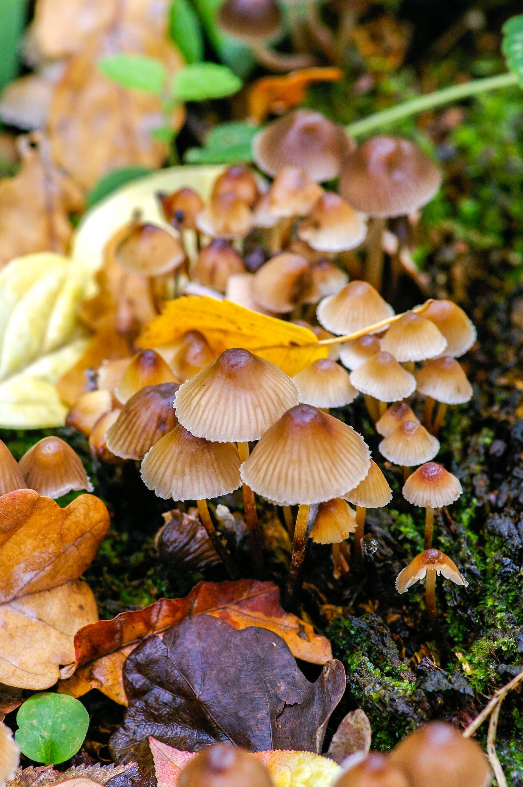 little brown mushroom