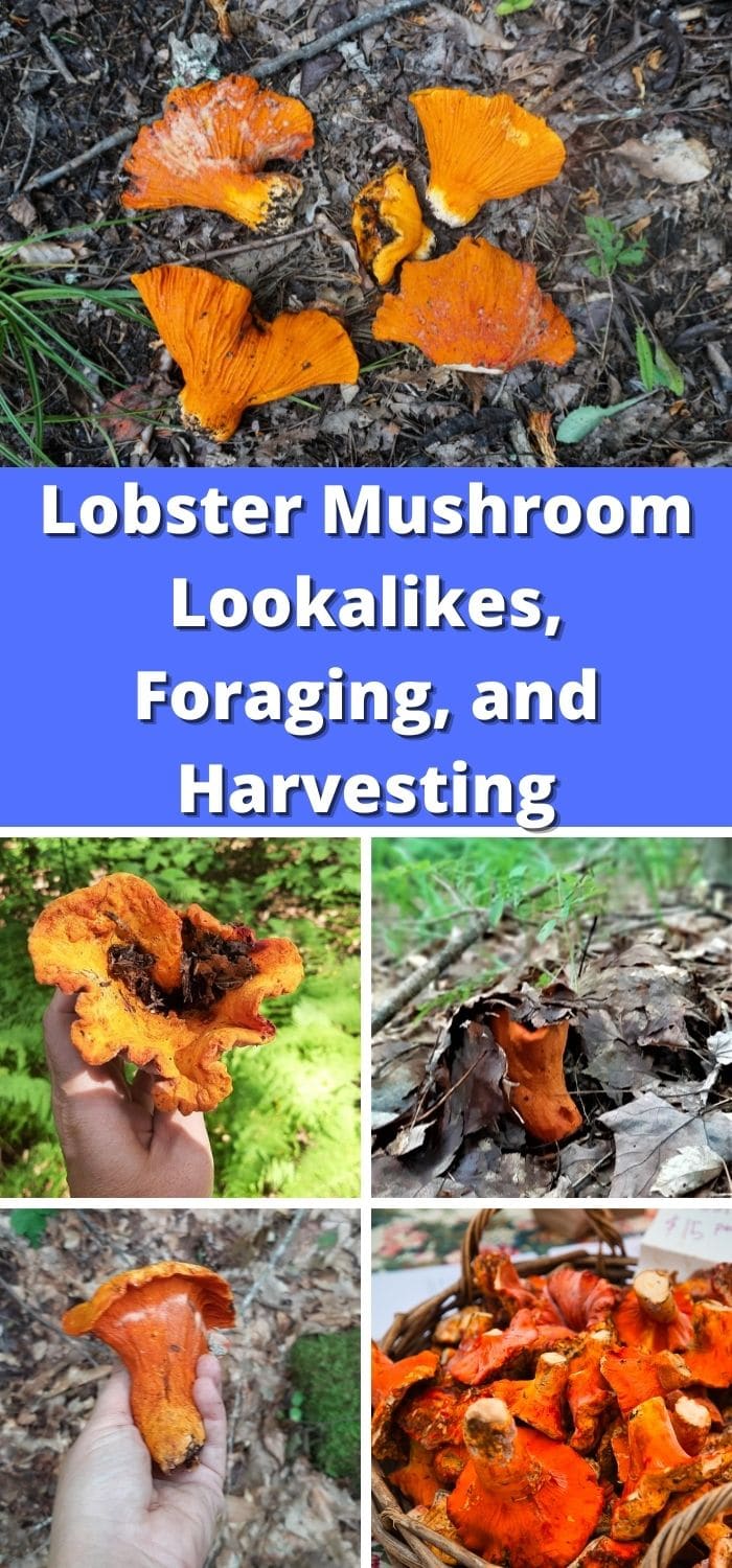 Lobster Mushrooms Foraging, Harvesting, and Cooking Guide Mushroom Appreciation