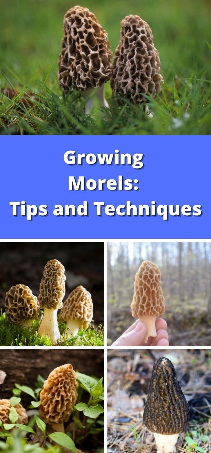 Growing Morels Tips and Techniques Mushroom Appreciation