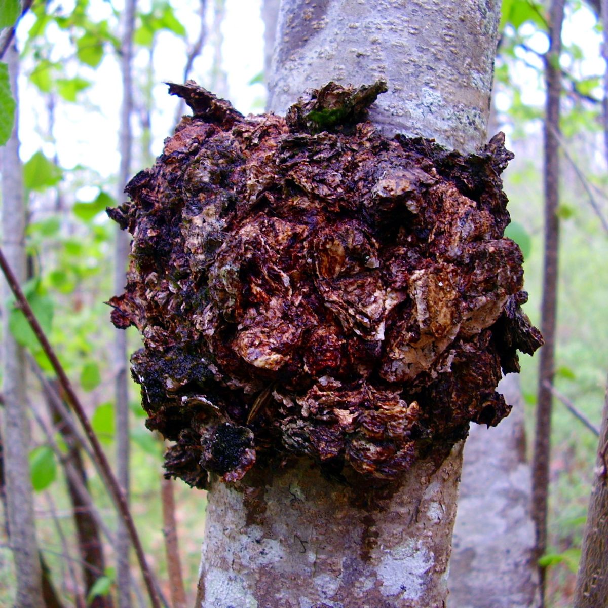 chaga mushroom