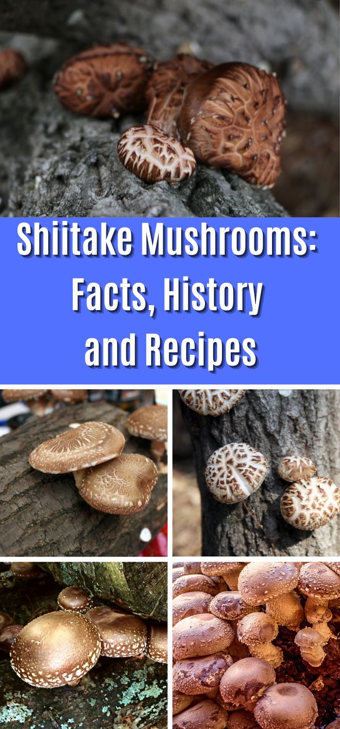 Shiitake Mushrooms Facts, History and Recipes Mushroom Appreciation