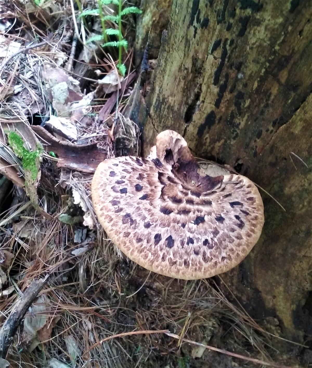 Picture of mature dryad's saddle mushroom growing on a tree.