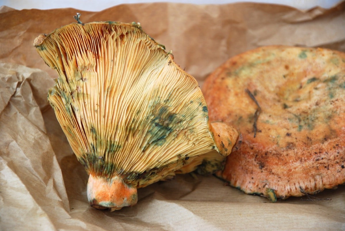 close up of saffron milky cap gills