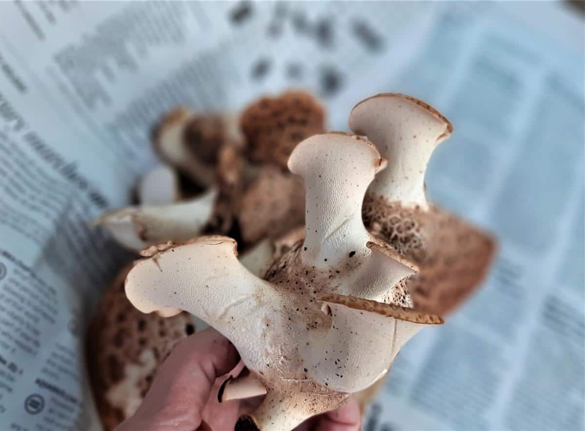 Close up of white pores of dryads saddle mushroom