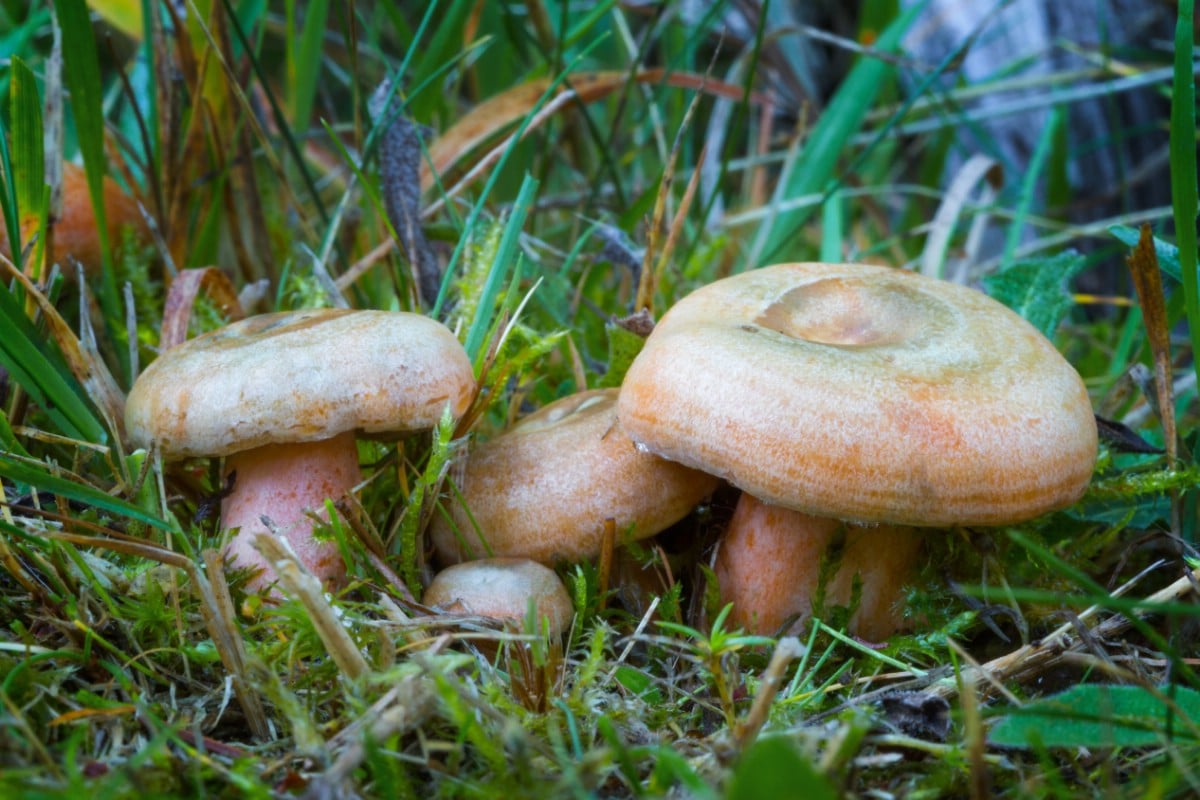 Red Milk Cap mushrooms growing in moss