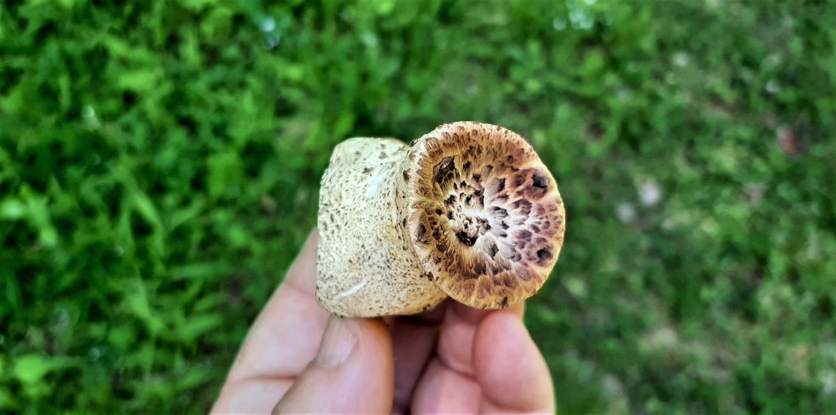 A baby dryad's saddle mushroom