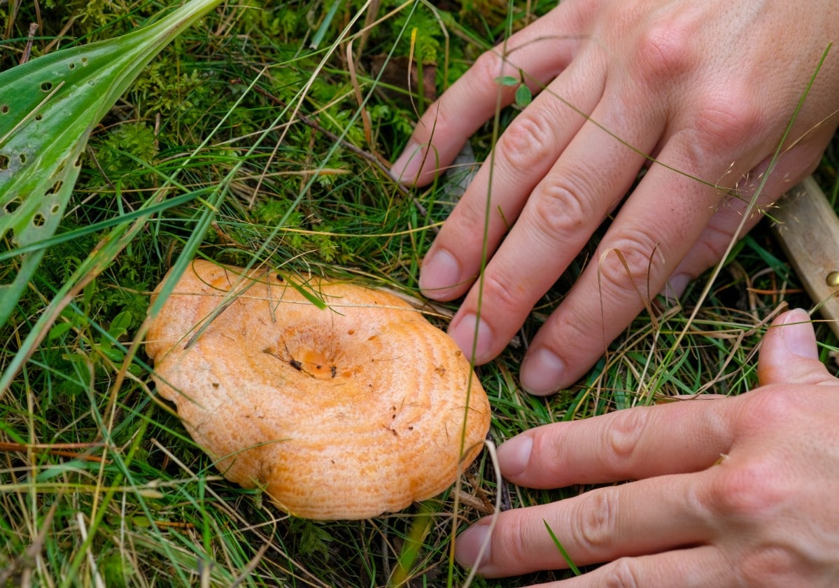 Hands parting the grass and moss to discover a saffron milk cap mushroom
