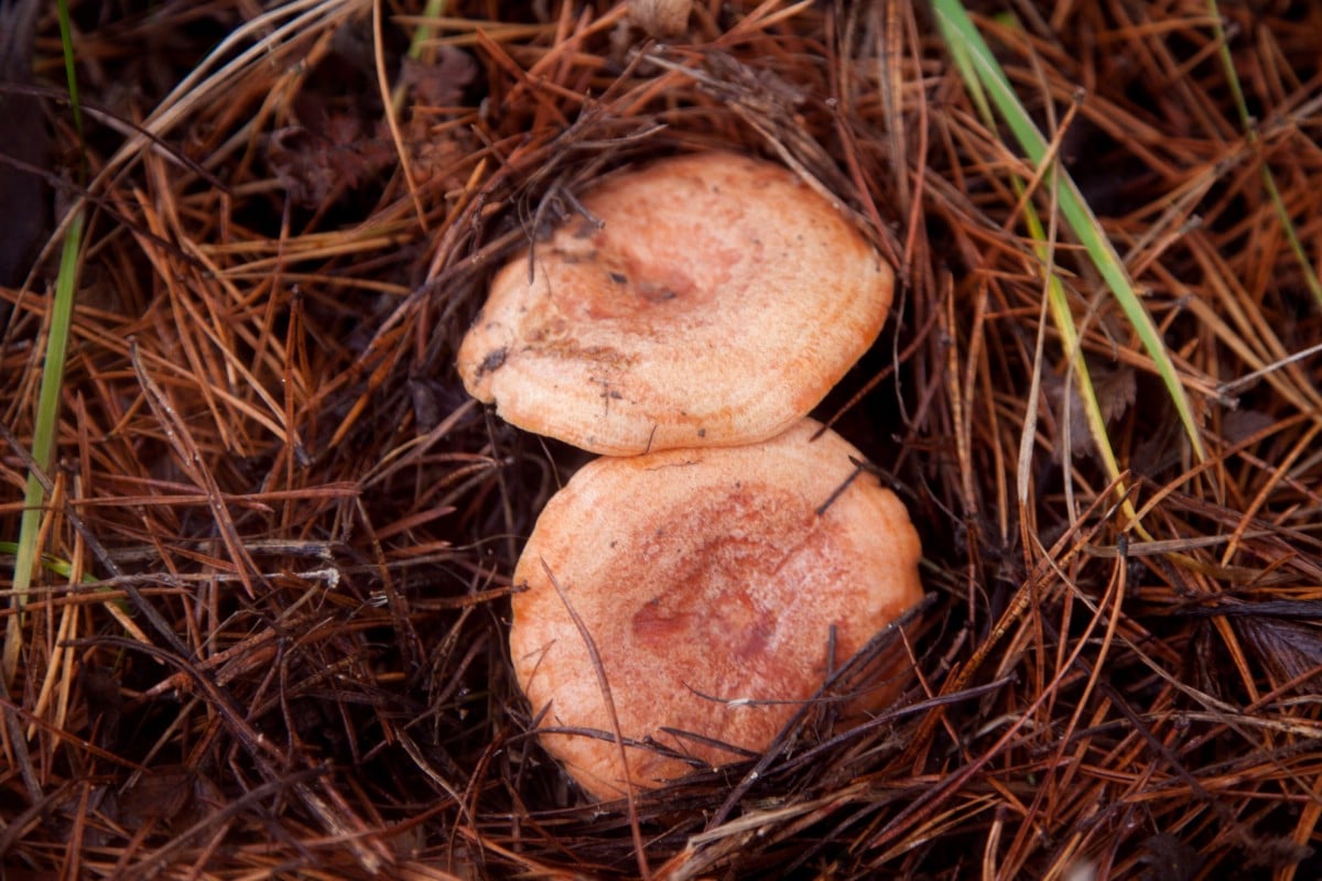 Two saffron milky caps growing in pine needles.