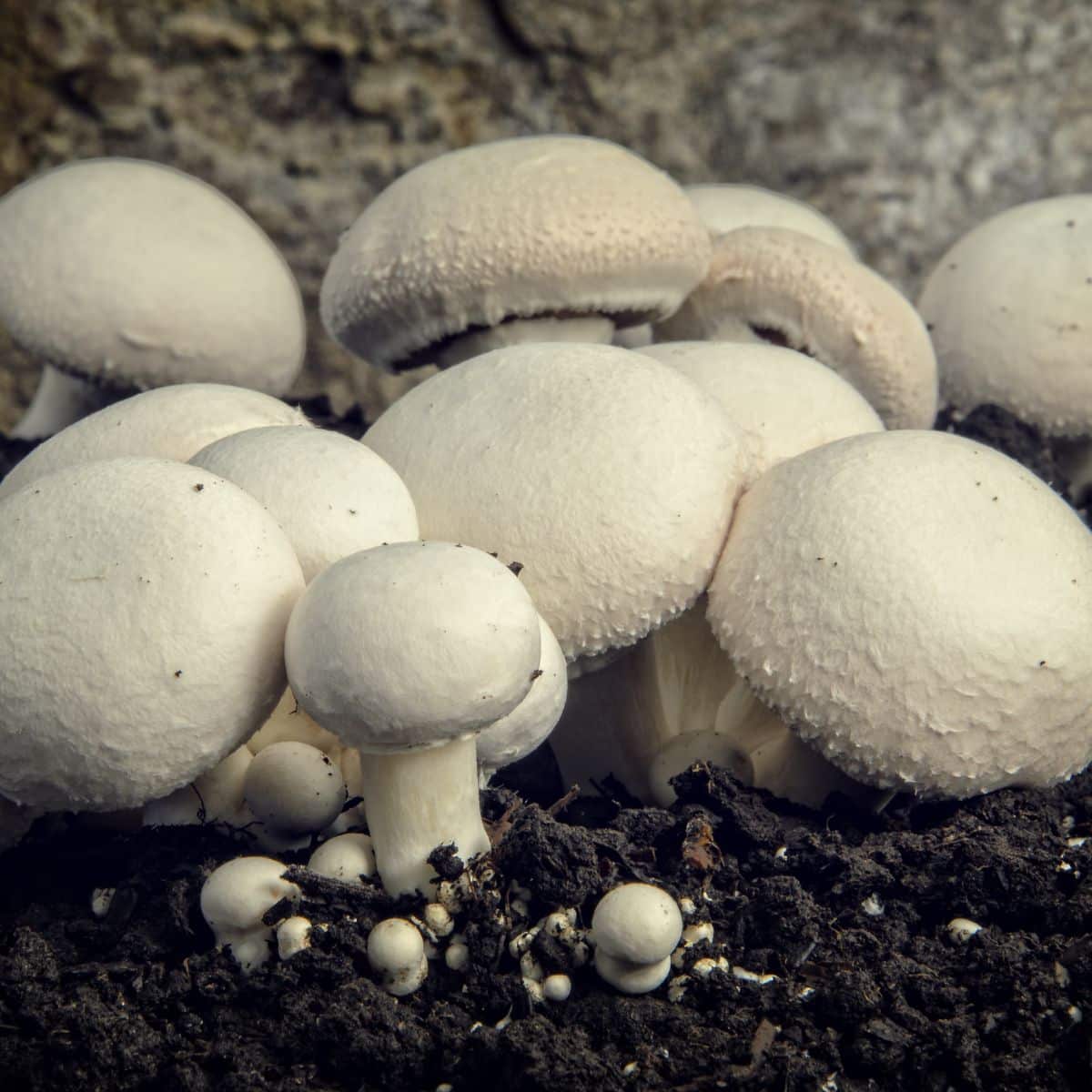 button mushrooms to grow at home