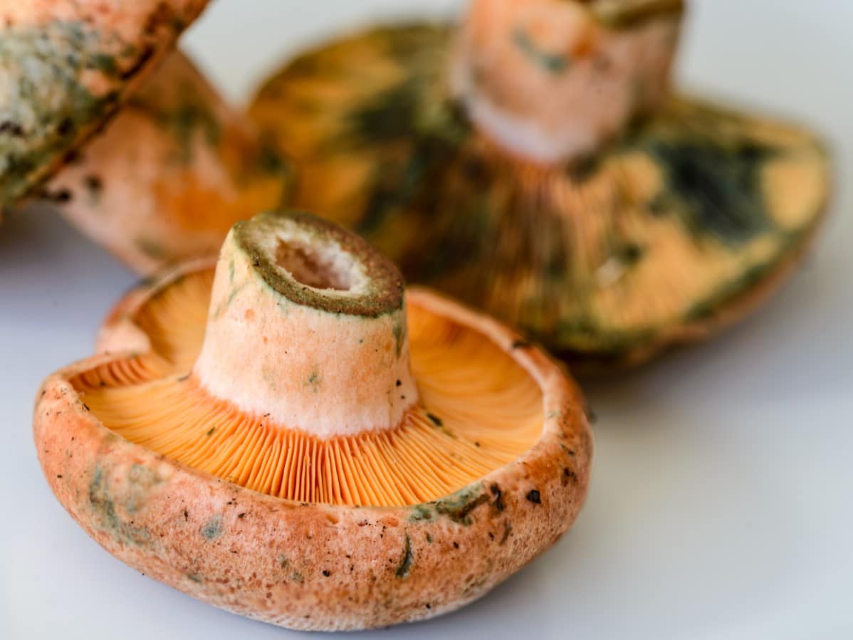 Close up of saffron milky cap mushroom