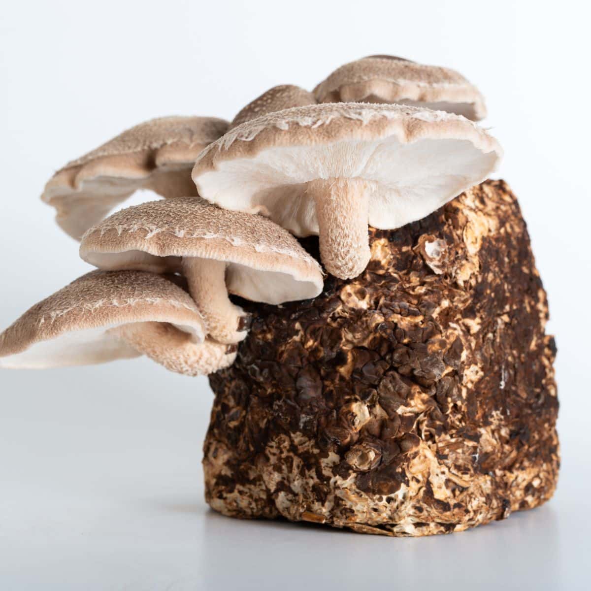 shiitake mushrooms on grow block
