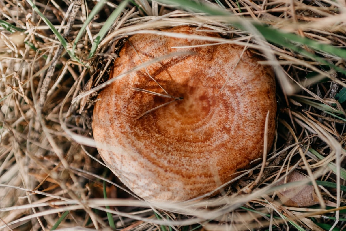 saffron milky cap