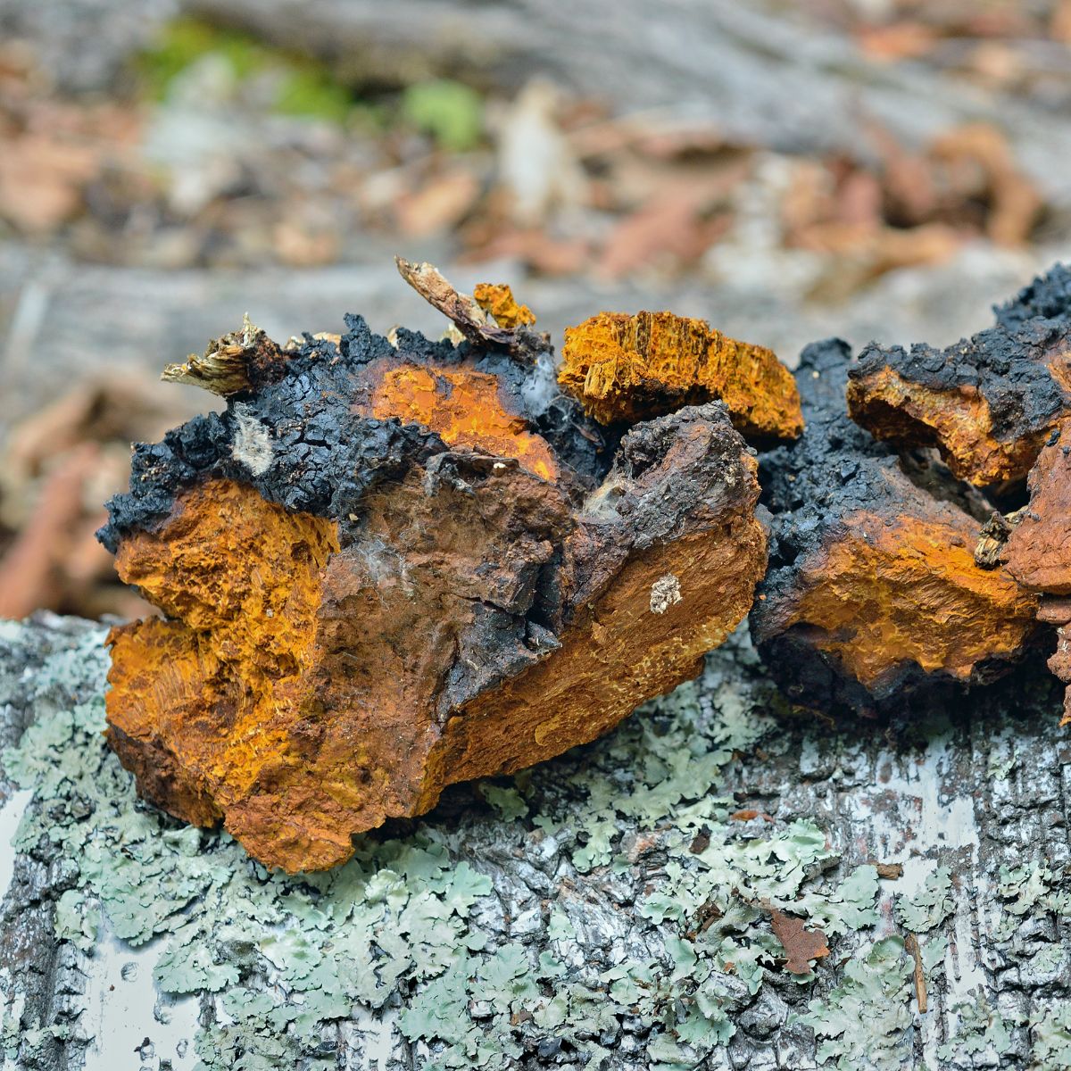 chaga