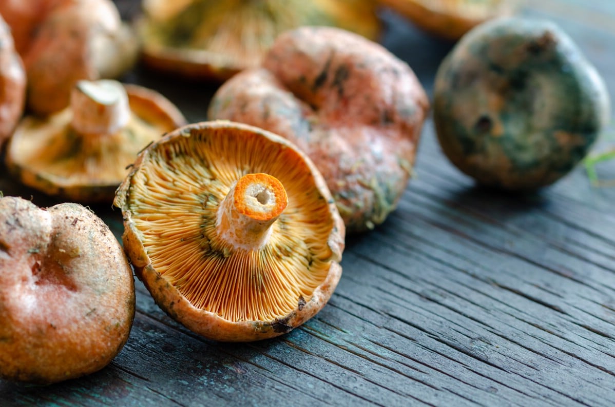 saffron milky cap mushrooms on a table