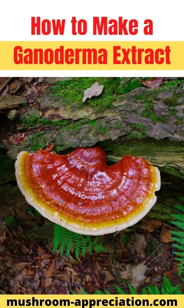 How to Make a Ganoderma Extract Mushroom Appreciation