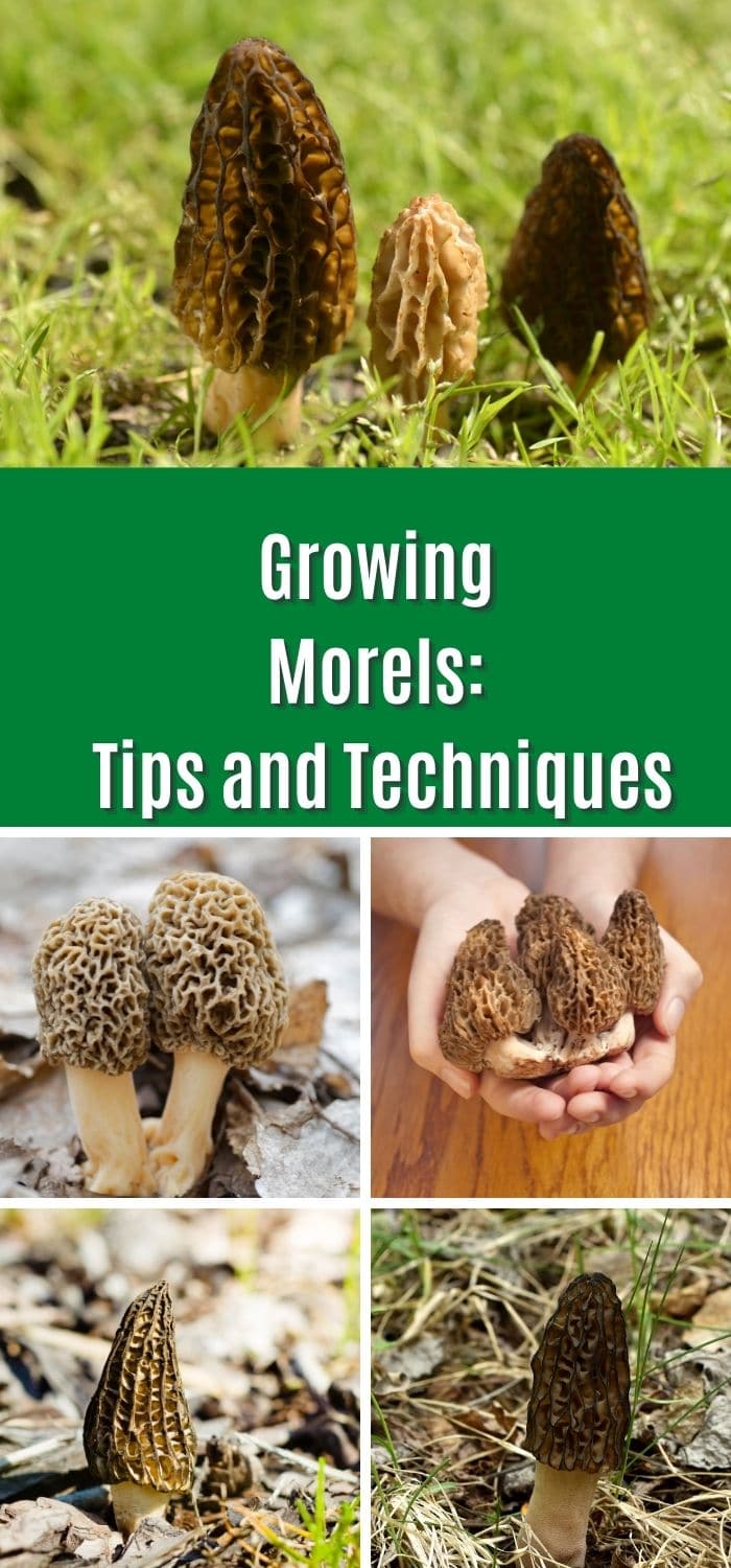 Growing Morels Tips and Techniques Mushroom Appreciation