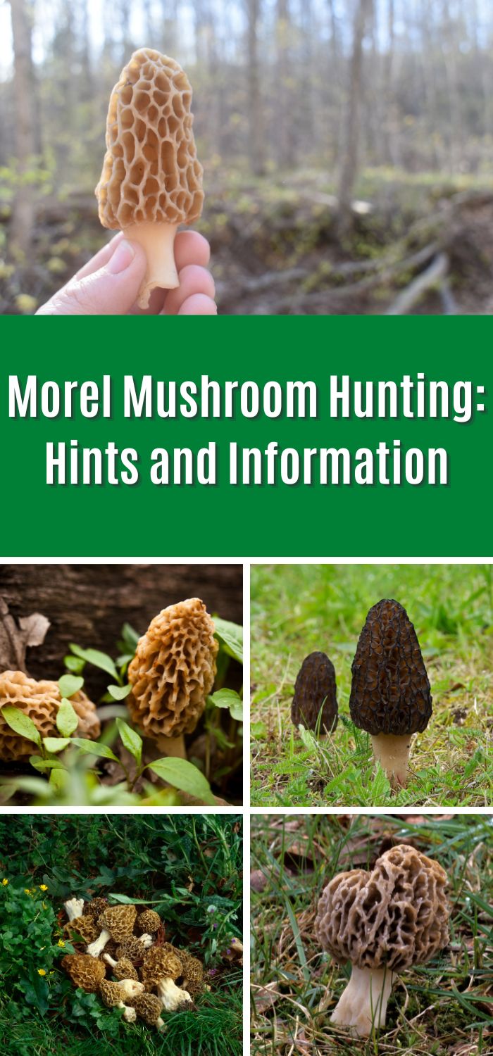 Morel Mushroom Hunting Hints and Information Mushroom Appreciation