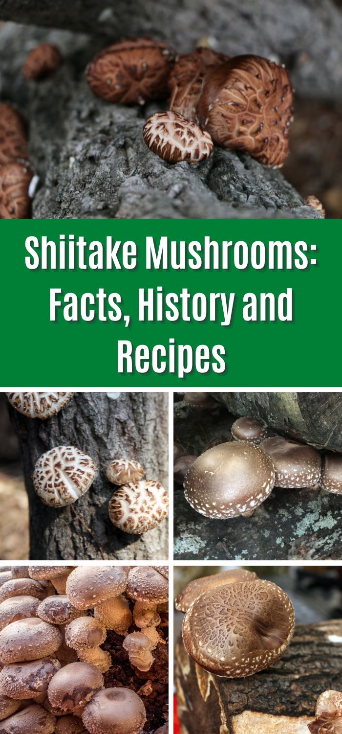 Shiitake Mushrooms Facts, History and Recipes Mushroom Appreciation
