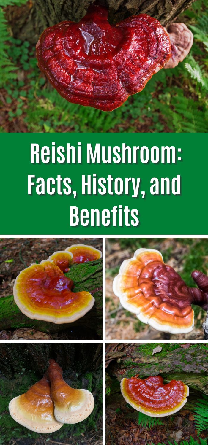 Reishi Mushrooms Facts, Benefits and History Mushroom Appreciation
