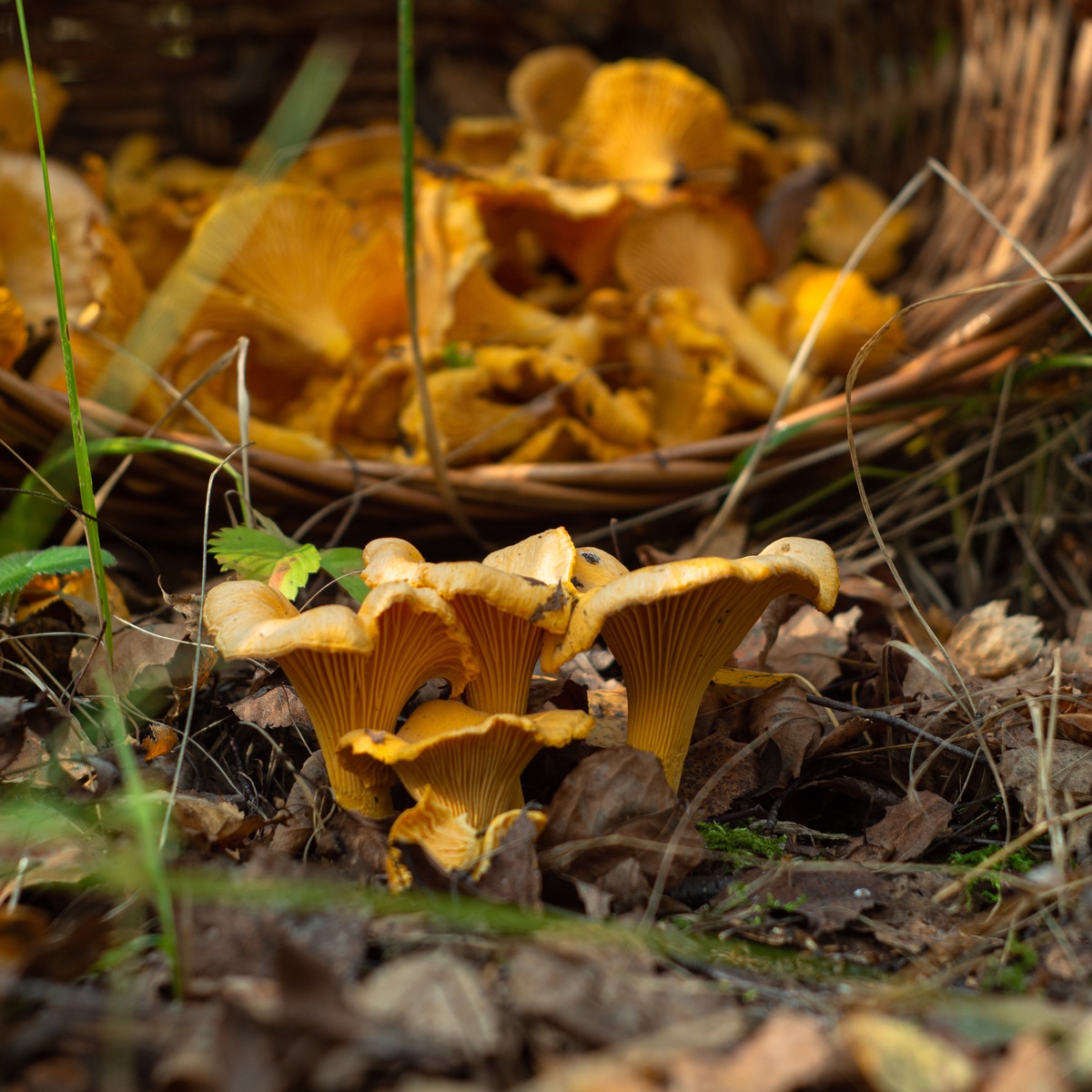 golden chanterelles in ground and basket
