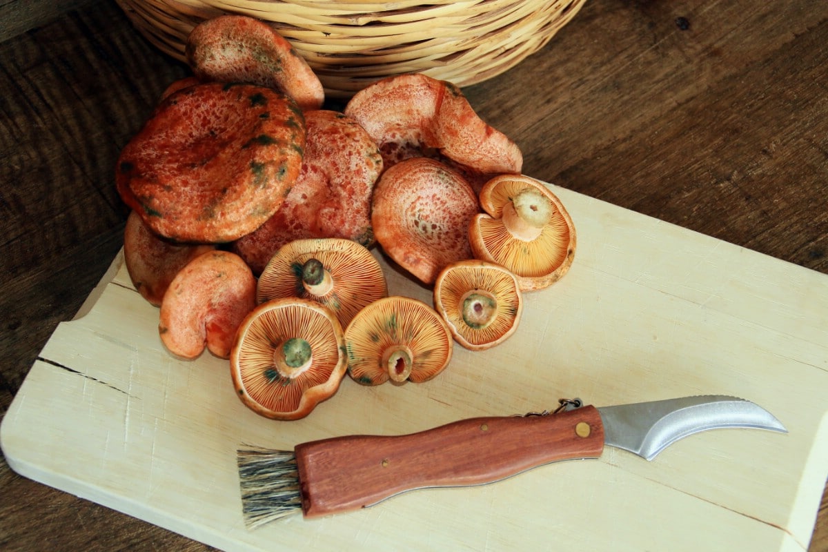 Saffron milky caps mushrooms on cutting board.