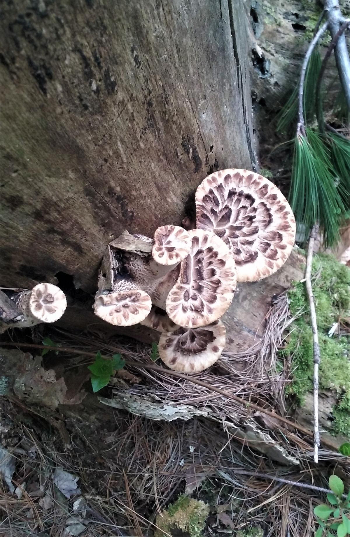 Group of dryad's saddle mushroom growing on tree