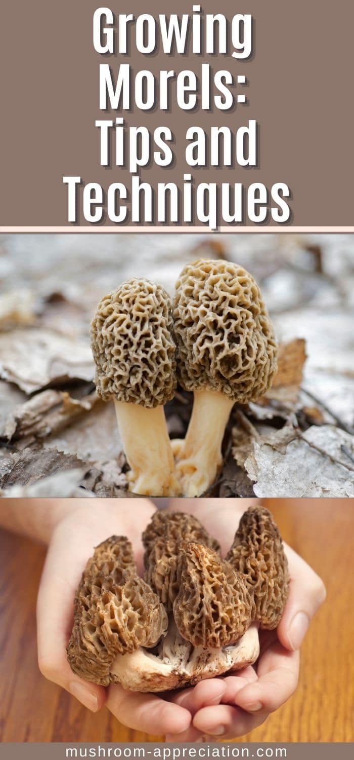 Growing Morels Tips and Techniques Mushroom Appreciation