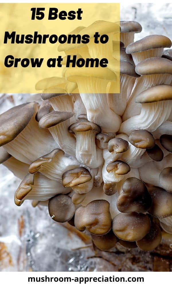 15 Best Mushrooms to Grow at Home Mushroom Appreciation