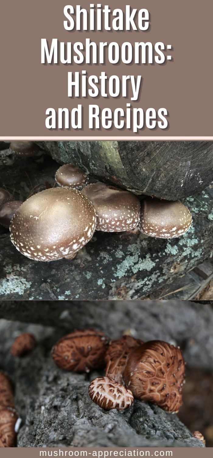 Shiitake Mushrooms Facts, History and Recipes Mushroom Appreciation