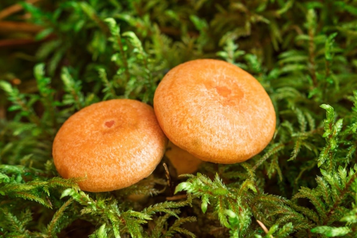 Two button size saffron milky caps