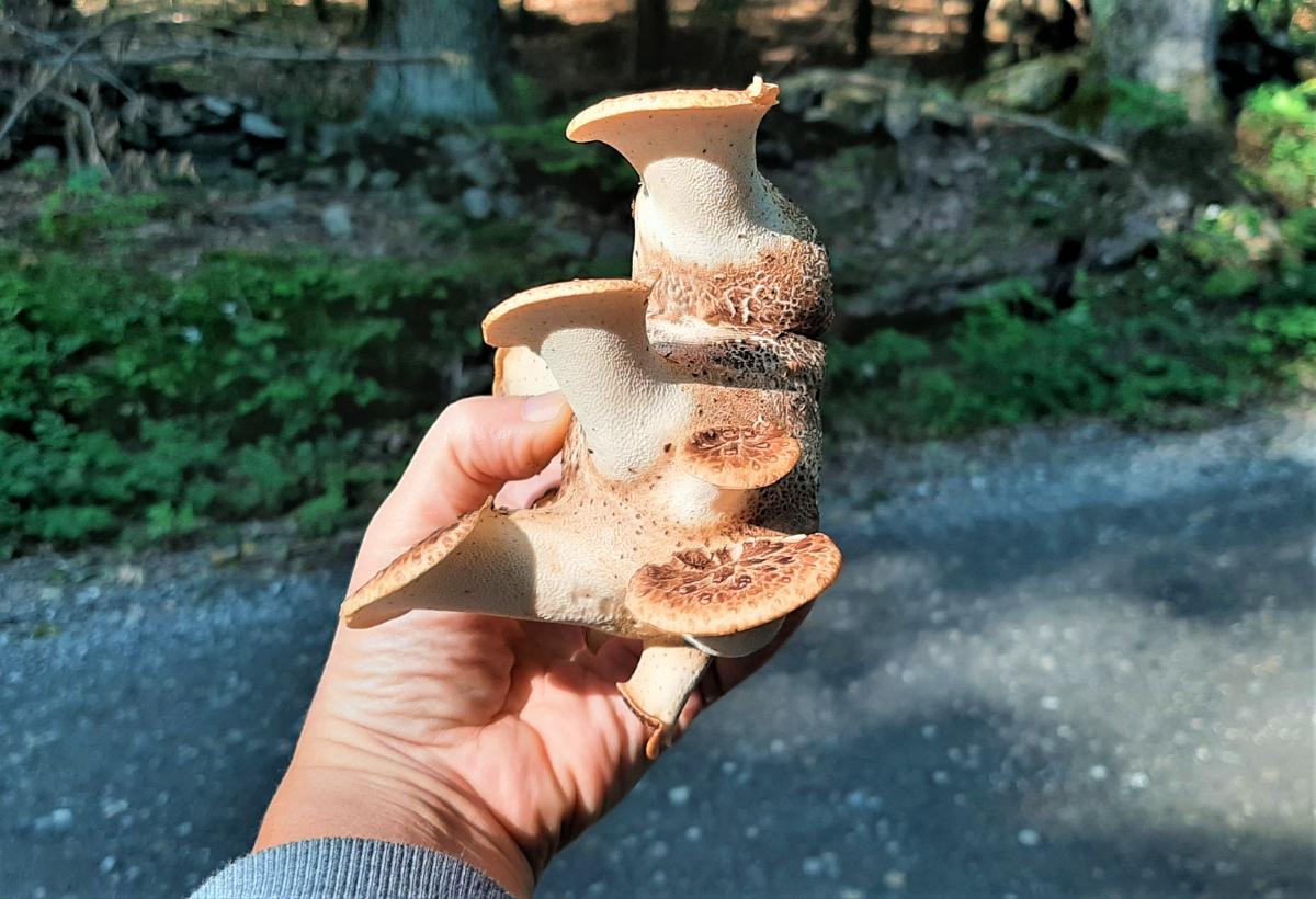 Oddly shaped dryad's saddle with 6 branching stout stems