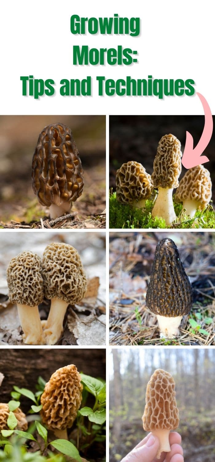 Growing Morels Tips and Techniques Mushroom Appreciation