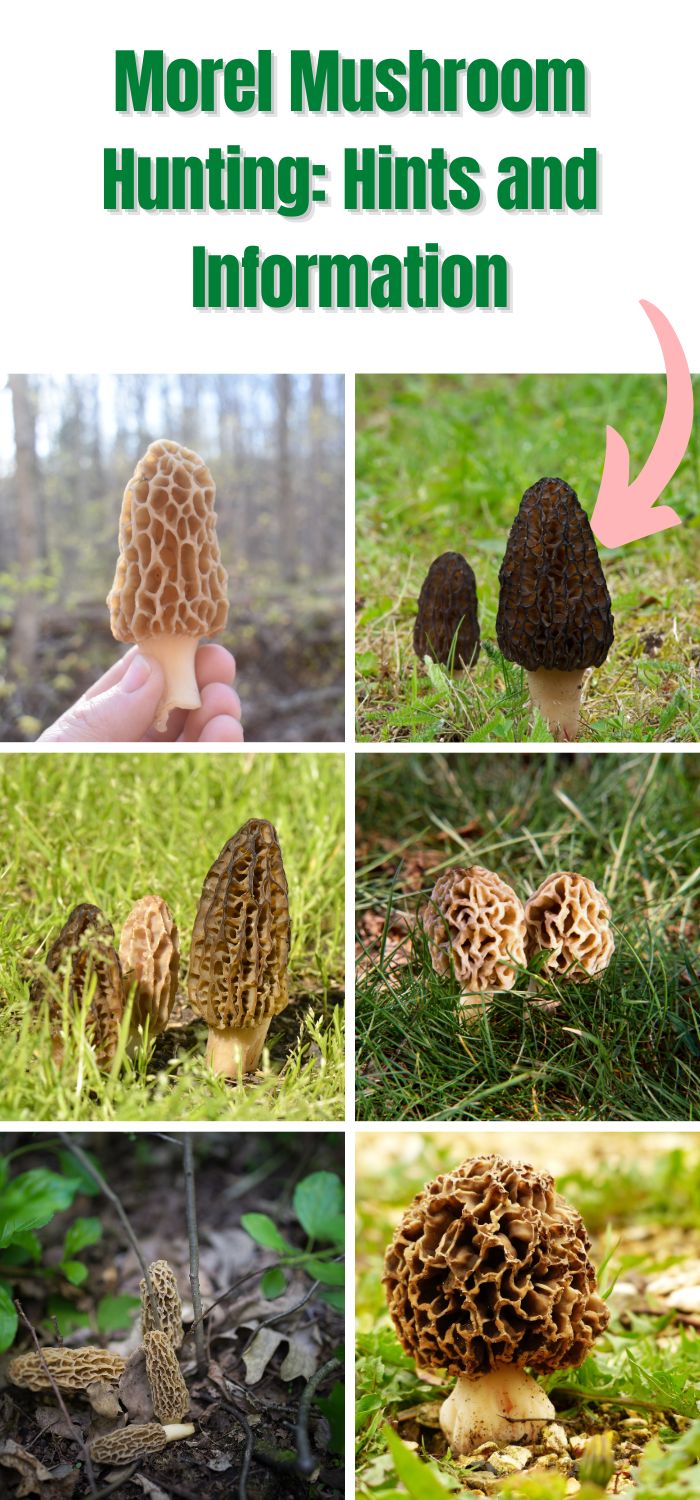 Morel Mushroom Hunting Hints and Information Mushroom Appreciation