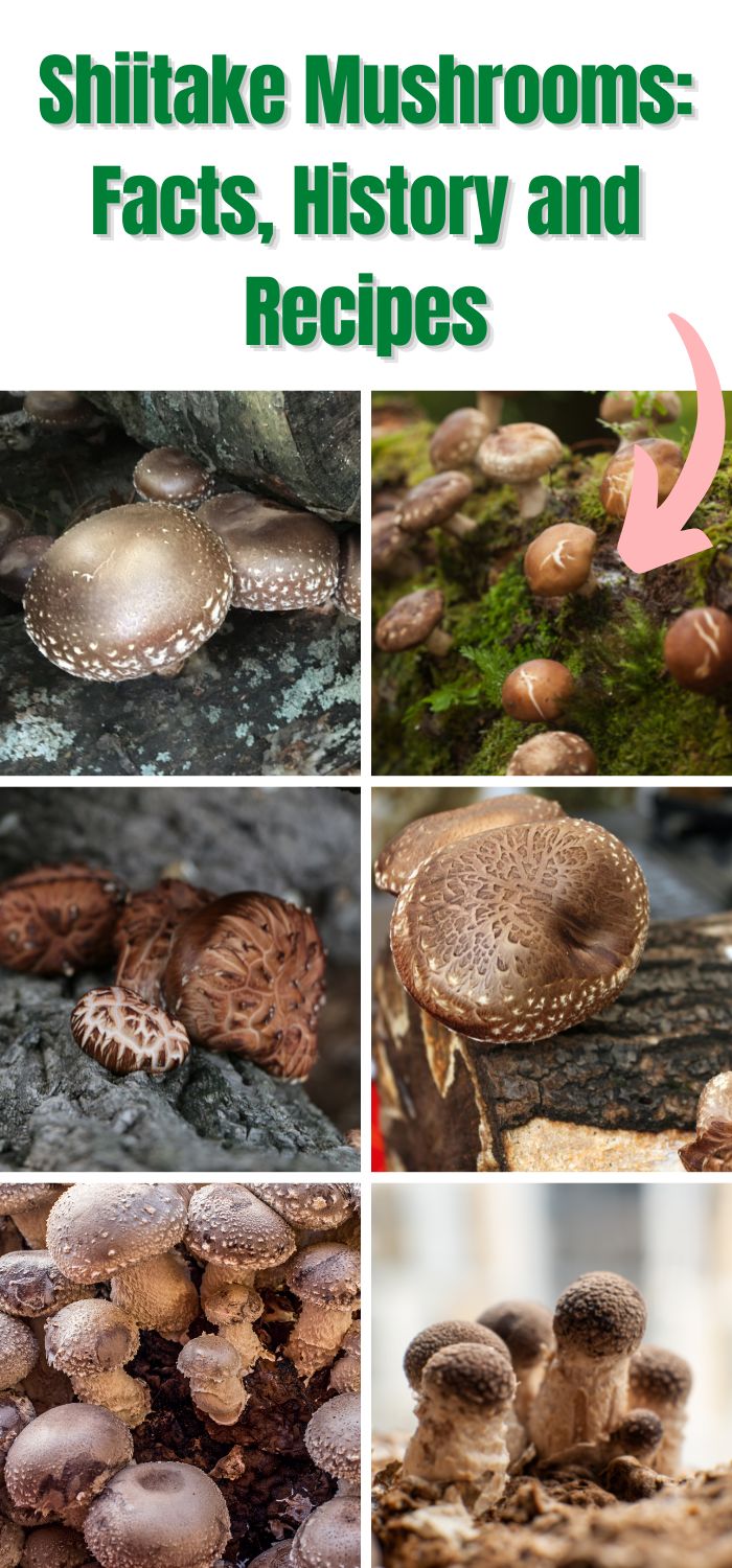 Shiitake Mushrooms Facts, History and Recipes Mushroom Appreciation