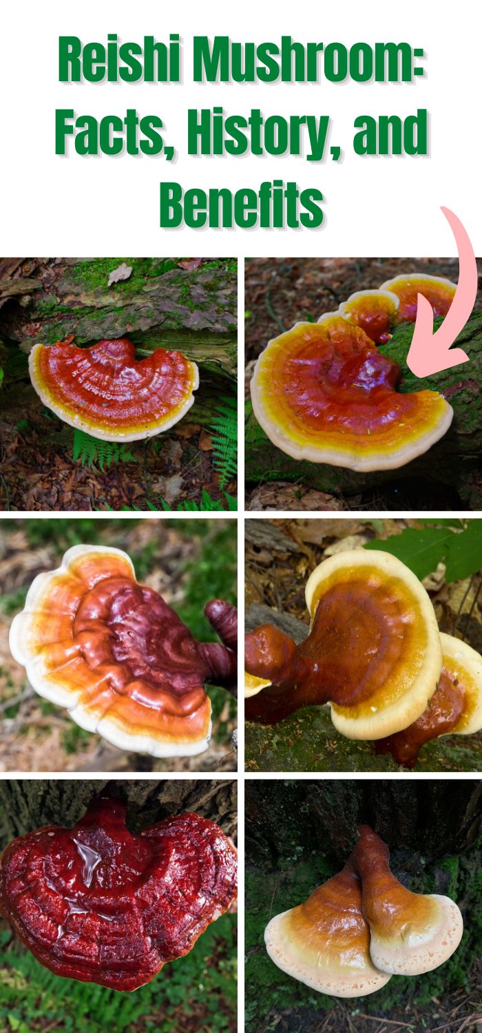 Reishi Mushrooms Facts, Benefits and History Mushroom Appreciation