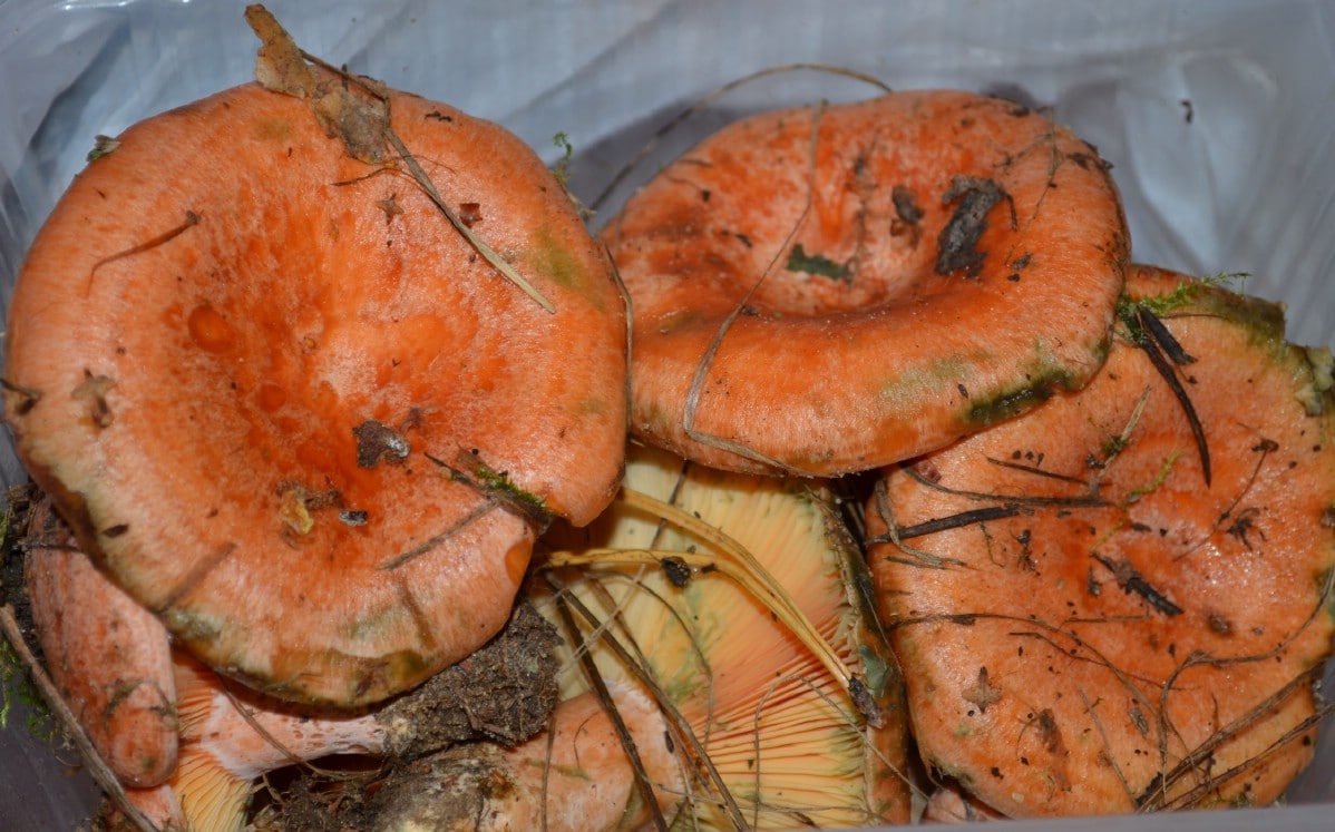 Foraged bunch of saffron milky caps