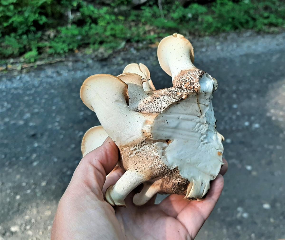 Cut underside of dryad's saddle mushroom