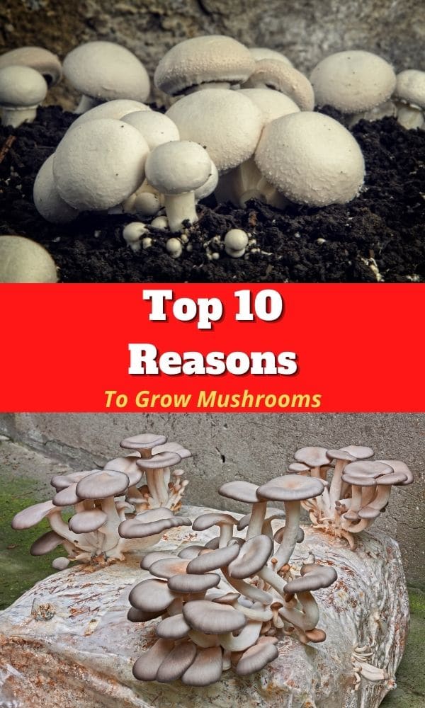 Top Ten Reasons to Grow Mushrooms Mushroom Appreciation