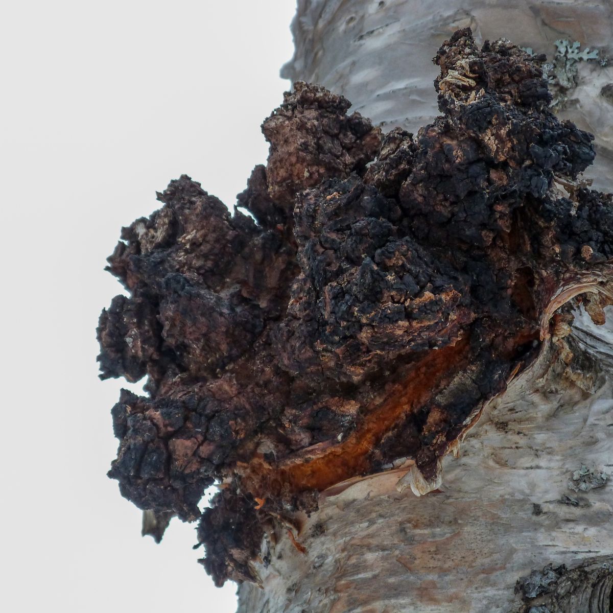 chaga