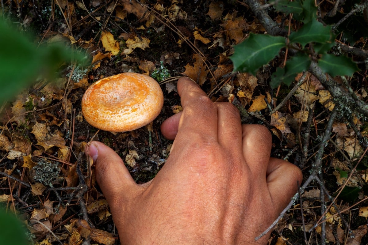 A saffron milk cap button being harvested.