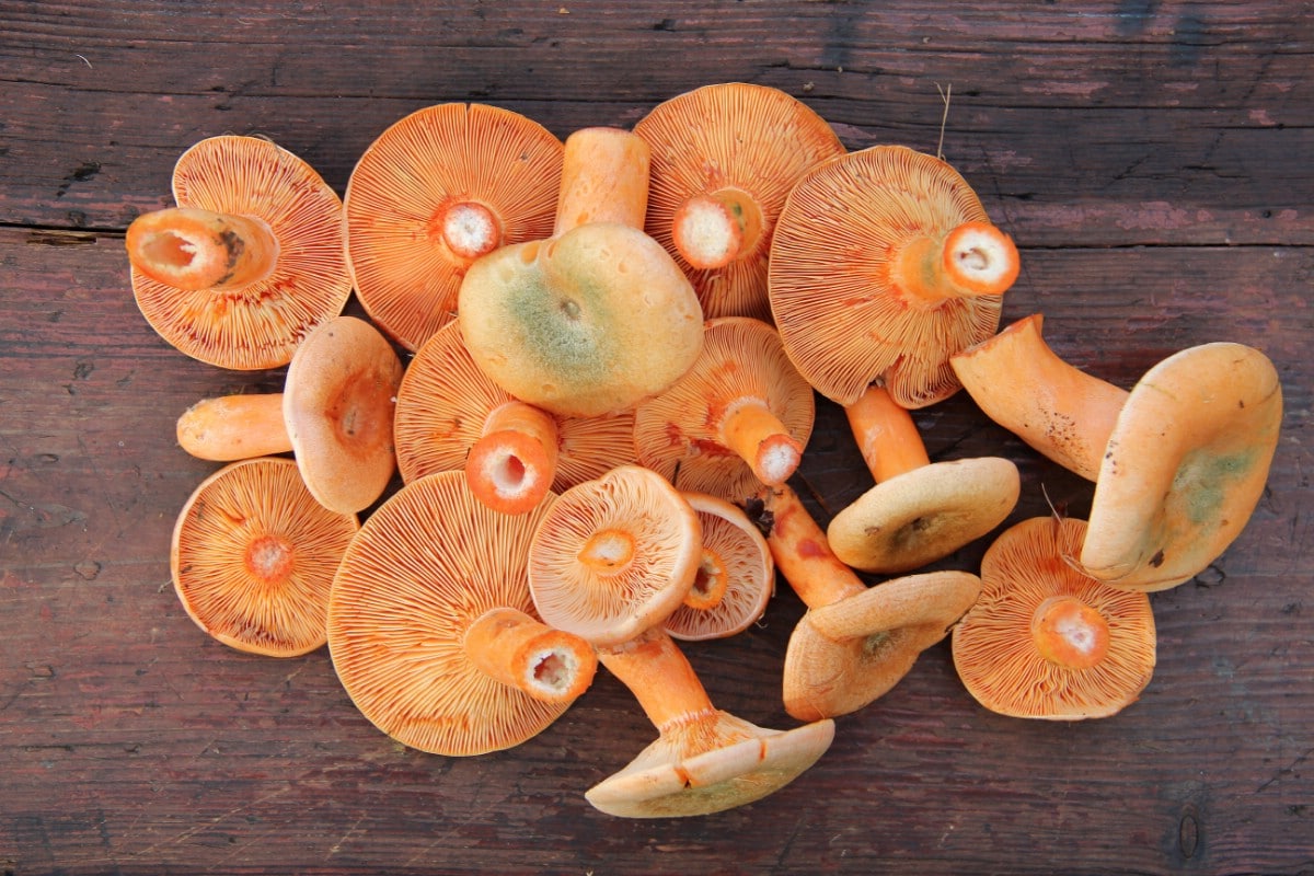 A bunch of saffron milk cap mushrooms displayed 