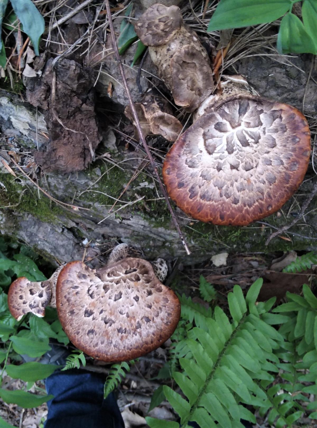 Darker capped dryad saddle mushroom growing on a tree