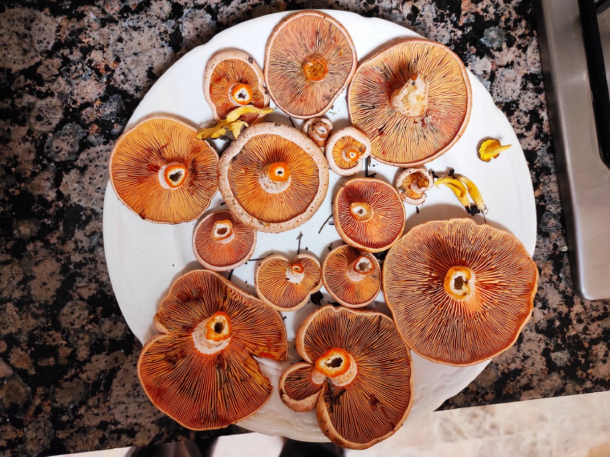 Cleaned saffron milk caps on a plate, ready to be cooked.