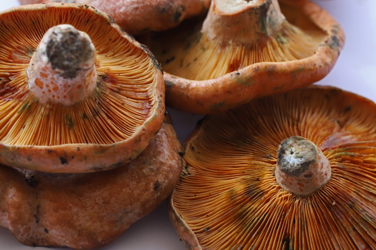 Close up of saffron milkcap gills